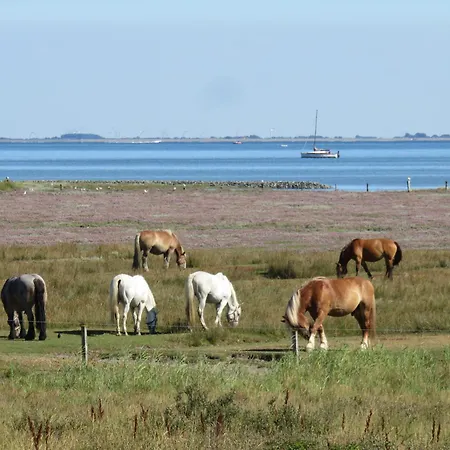 Haus Deichgraf 177 - 7