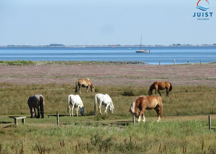 Haus Deichgraf 177 - 7